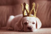 /album/i-dont-now/chiot-jour-de-lan-jpg1/